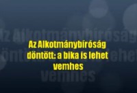 Az Alkotmánybíróság döntött: a bika is lehet vemhes